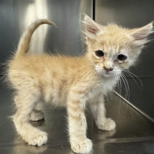 A baby small-sized male Domestic Short Hair cat named Davy Jones for adoption in Thousand Palms, CA