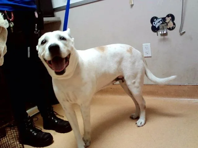 An adult large-sized female Australian Cattle Dog / Blue Heeler dog named Annie for adoption in Martinez, CA