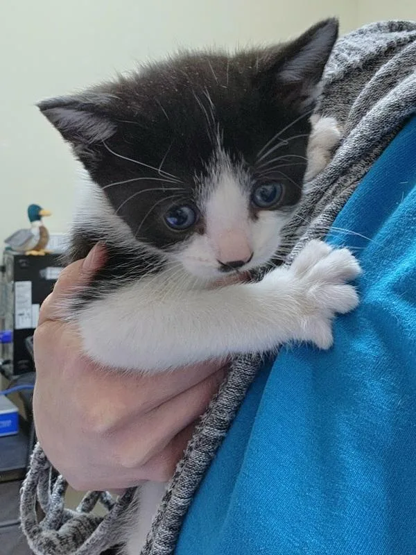 A baby small-sized female Domestic Short Hair cat named Cutie for adoption in Kennewick, WA