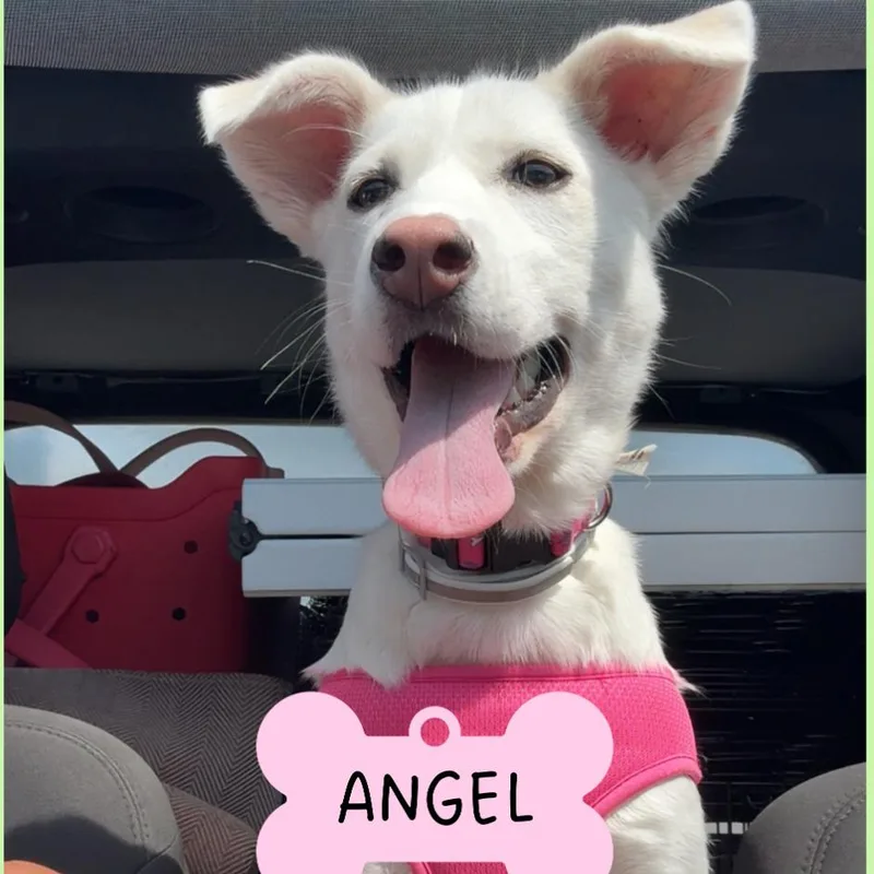 Angel