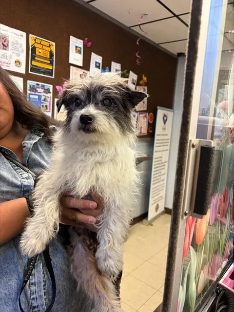 A senior small-sized male Terrier dog named Shorty for adoption in Stockton, CA