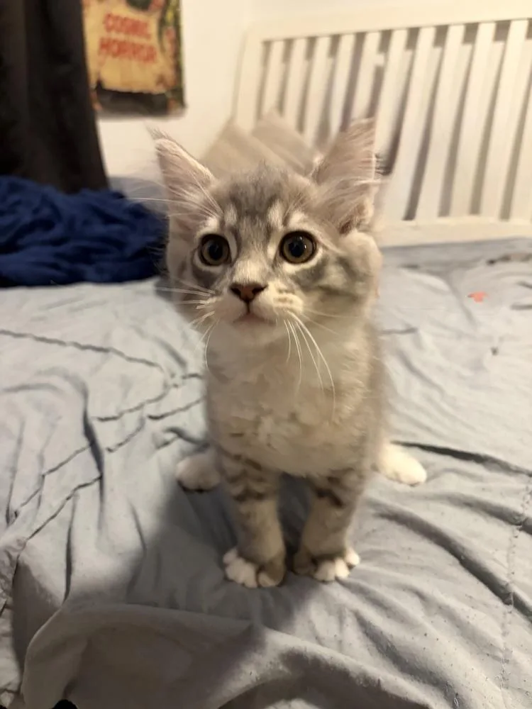 A baby small-sized male Gray / Blue / Silver Domestic Short Hair cat named Cloud for adoption in Dallas, TX