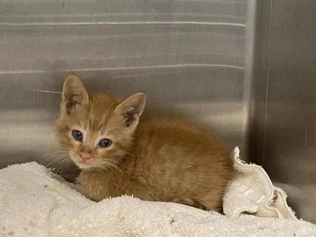 A baby small-sized male Domestic Short Hair cat named A for adoption in Tustin, CA