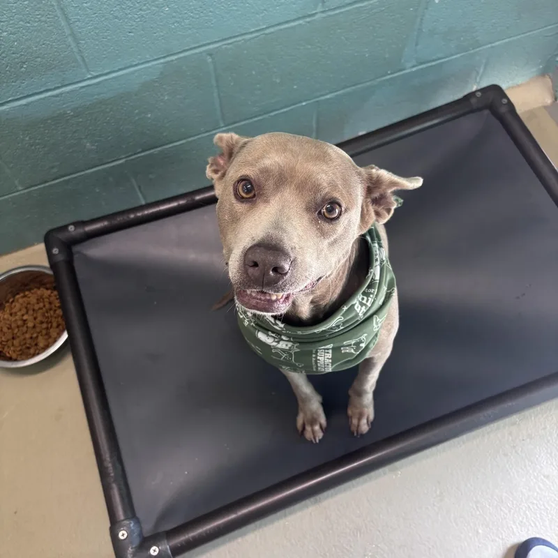 An adult medium-sized female Gray / Blue / Silver Mixed Breed dog named Clementine for adoption in Marion, NC