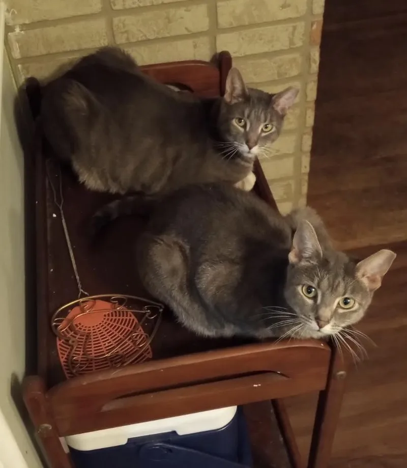 An adult medium-sized male Gray / Blue / Silver Domestic Short Hair cat named Tom & Amora for adoption in Seven Valleys, PA