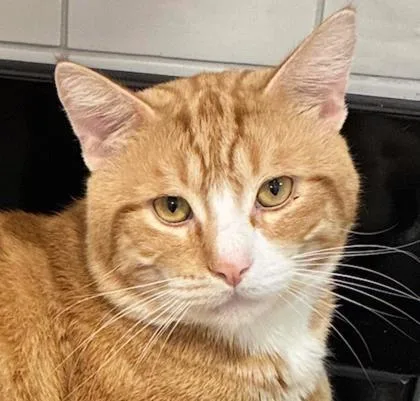 A young large-sized male Domestic Short Hair cat named Kakashi for adoption in Seattle, WA