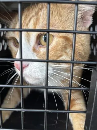 A young large-sized male Domestic Short Hair cat named Kakashi for adoption in Seattle, WA