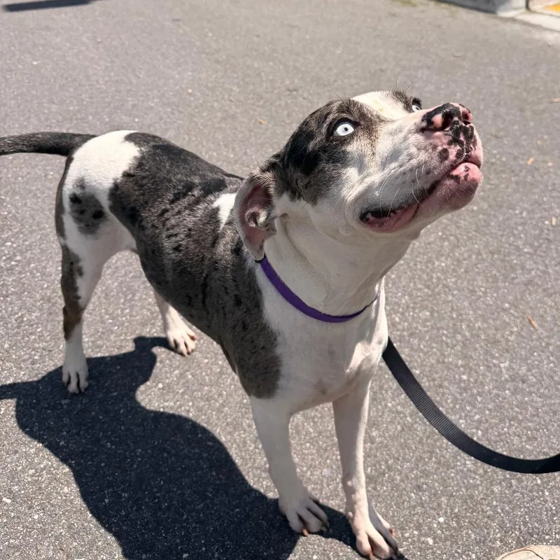 A senior large-sized female White / Cream Terrier dog named Chica Bella for adoption in Tampa, FL