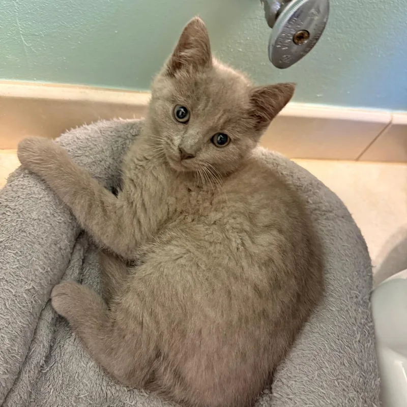 A baby small-sized female Gray / Blue / Silver Domestic Short Hair cat named Opal for adoption in Germantown, MD