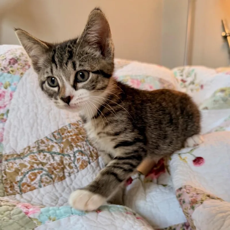 A baby small-sized female Brown / Chocolate Domestic Short Hair cat named Cricket for adoption in Springfield, IL