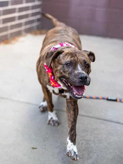 A senior large-sized female Mixed Breed dog named IvaJean for adoption in Chamblee, GA