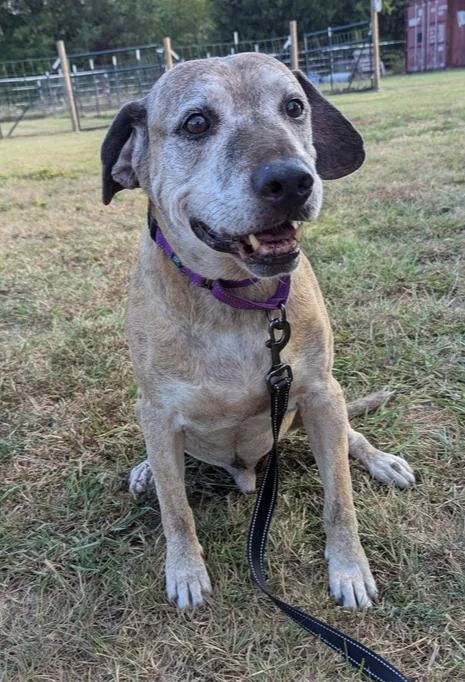 A senior large-sized male Brindle Catahoula Leopard Dog dog named Audie for adoption in Lone Oak, TX