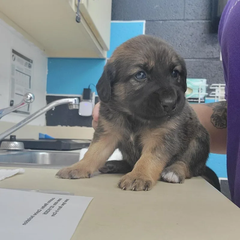 A baby small-sized female Black Mixed Breed dog named Sweetpea for adoption in Ardmore, OK