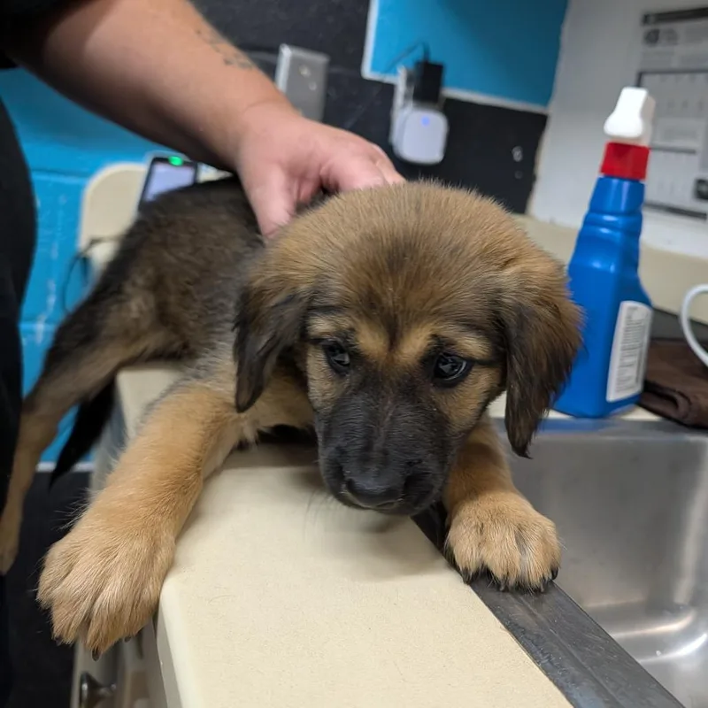 Sweetpea thumbnail 2