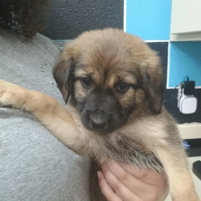 Sweetpea thumbnail 3