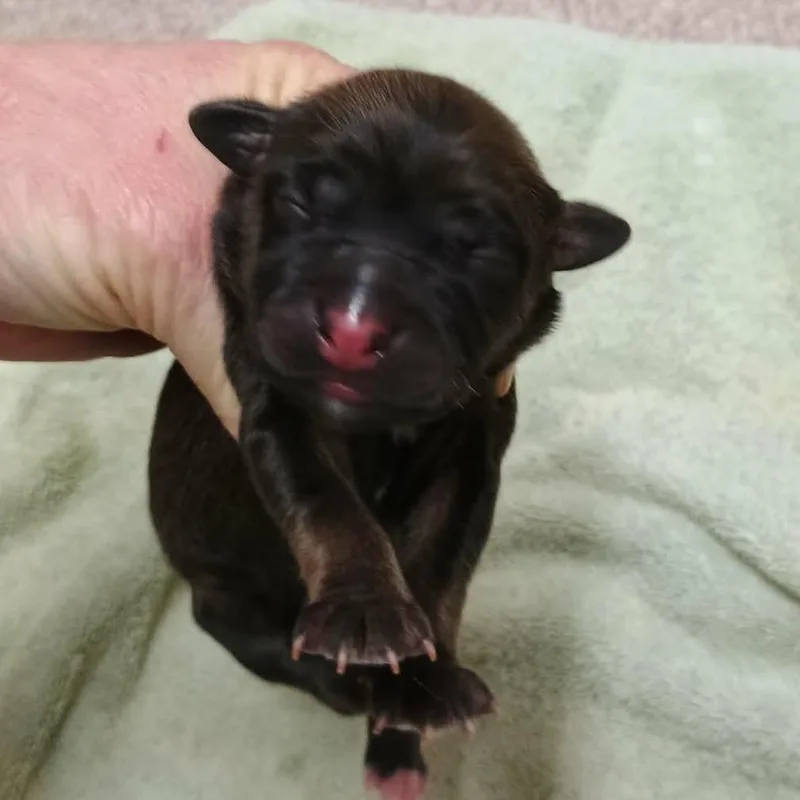 Sweetpea thumbnail 4