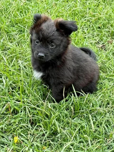 A baby small-sized female Black Pomeranian dog named Nina for adoption in Wichita Falls, TX