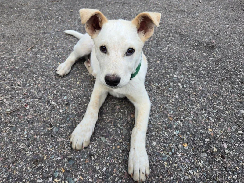 A young medium-sized male Australian Cattle Dog / Blue Heeler dog named Simon for adoption in Polson, MT