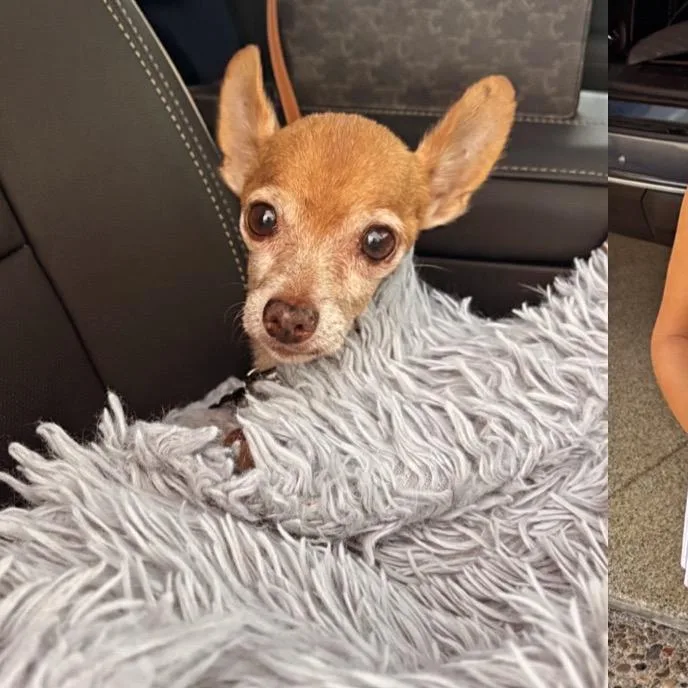 A senior small-sized male Yellow / Tan / Blond / Fawn Chihuahua dog named Theo for adoption in Escondido, CA