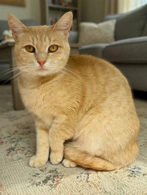 Peaches
