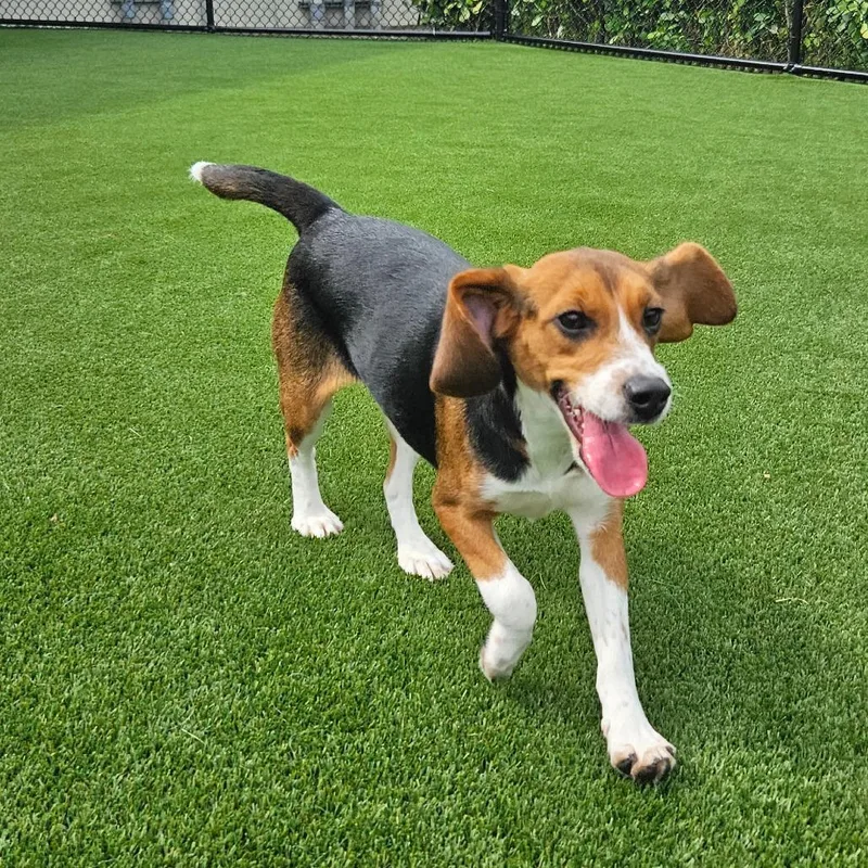 An adult small-sized female Yellow / Tan / Blond / Fawn Beagle dog named Rae for adoption in LOXAHATCHEE, FL