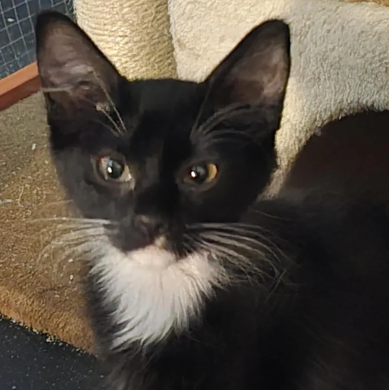 A baby medium-sized female Domestic Short Hair cat named Whiskers for adoption in Eugene, OR