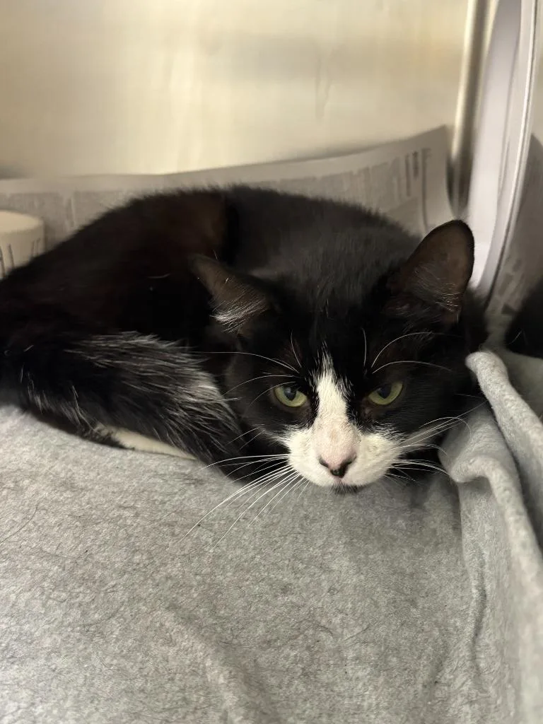 A young medium-sized female Domestic Medium Hair cat named Ariel for adoption in Findlay, OH