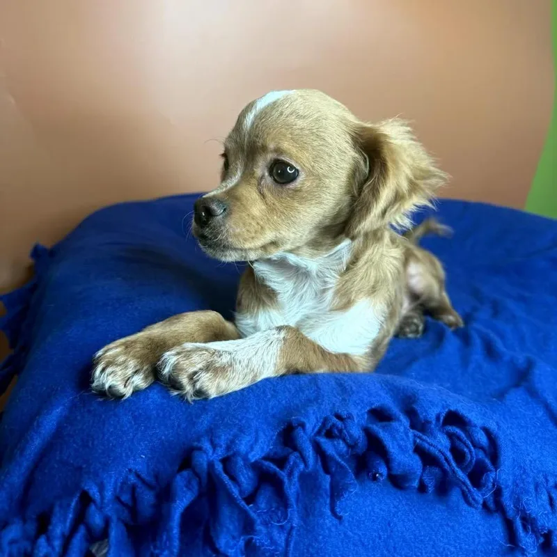A baby small-sized male Brown / Chocolate Chihuahua dog named Mumford for adoption in San Antonio, TX