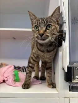 A baby medium-sized female Tabby (Brown / Chocolate) Domestic Short Hair cat named Sadie for adoption in Manassas, VA