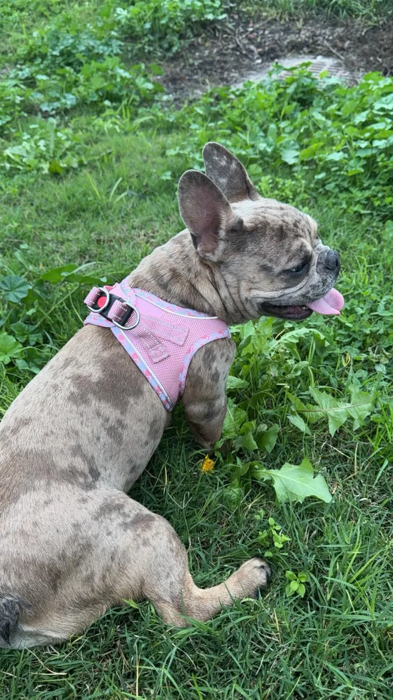 A young small-sized female French Bulldog dog named Nova for adoption in modesto, CA
