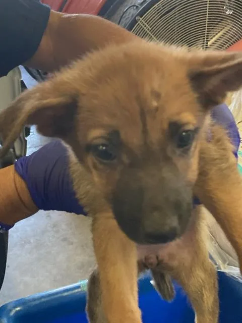 A baby medium-sized female German Shepherd Dog dog named Star for adoption in Dallas, TX