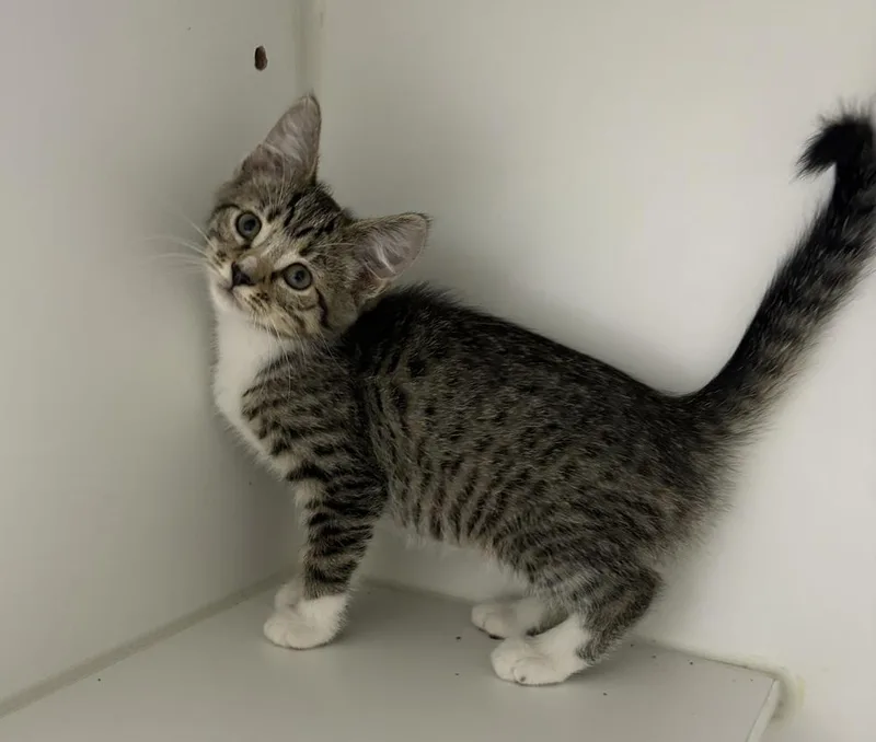 A baby small-sized female Domestic Short Hair cat named Honey for adoption in Rochester, IN
