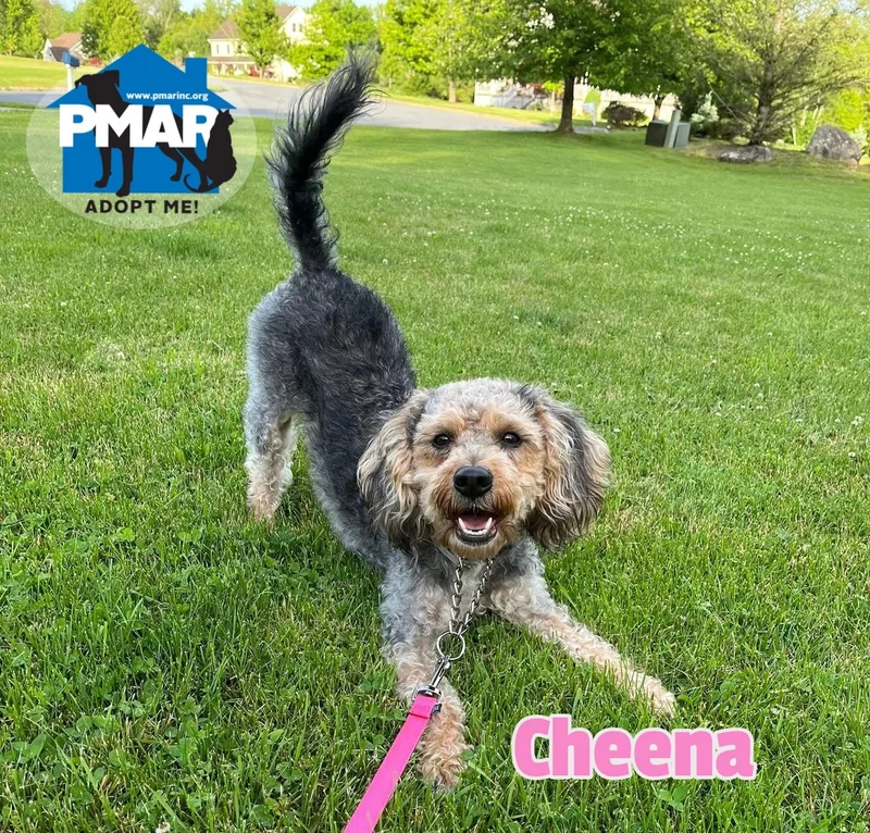 Cheena thumbnail 2