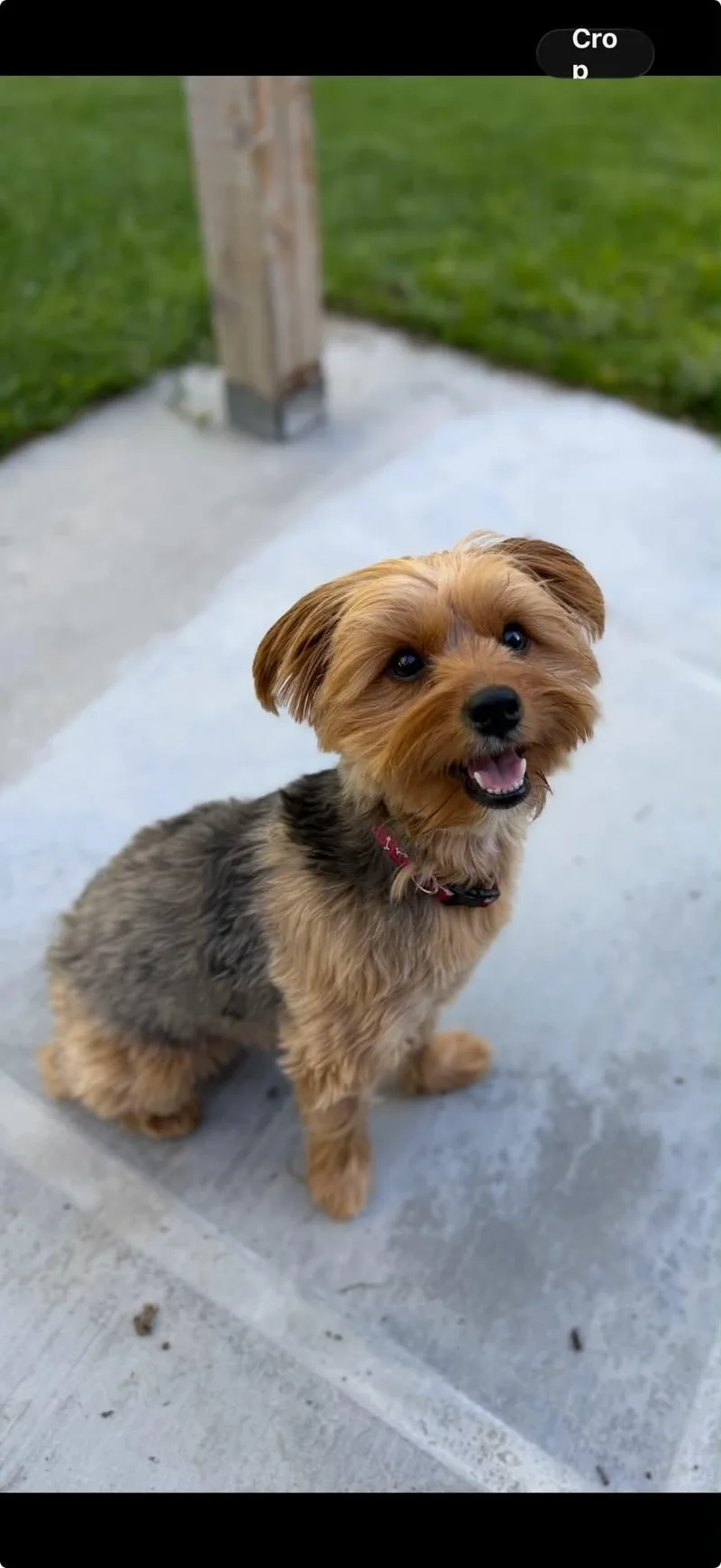 A young small-sized female Yorkshire Terrier dog named Pixie for adoption in Boise, ID