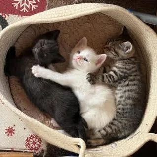 A baby small-sized female Gray / Blue / Silver Domestic Short Hair cat named Maya for adoption in Quakertown, PA
