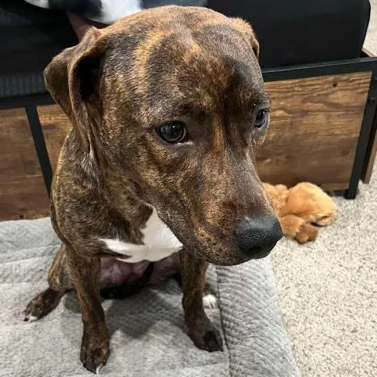 A young medium-sized female Brindle Pit Bull Terrier dog named Lucy for adoption in Brooksville, KY
