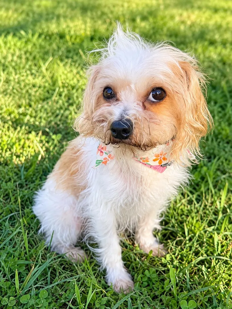 An adult small-sized female Terrier dog named Catalina for adoption in Waldorf, MD