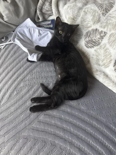 A baby small-sized female Black Bombay cat named Ebony for adoption in Liverpool, TX