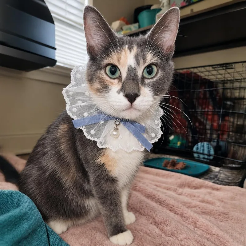 Ms Maisy