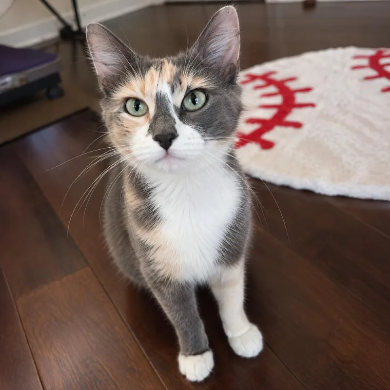 Ms Maisy thumbnail 4