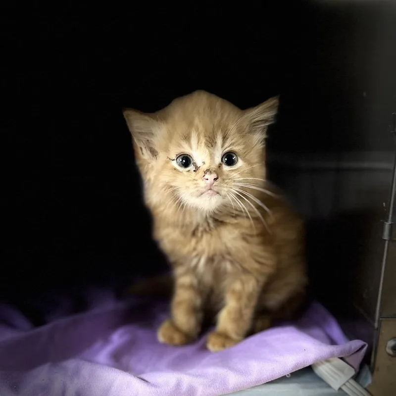 A baby small-sized male Orange / Red Domestic Medium Hair cat named Kraft for adoption in Gadsden, AL