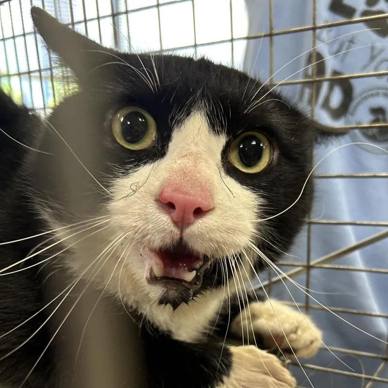 An adult large-sized male Black Domestic Short Hair cat named Grover for adoption in Newark, NJ