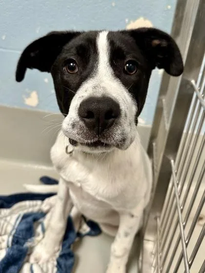 A baby large-sized male White / Cream Mixed Breed dog named Mountaineer Kevin for adoption in Wichita, KS