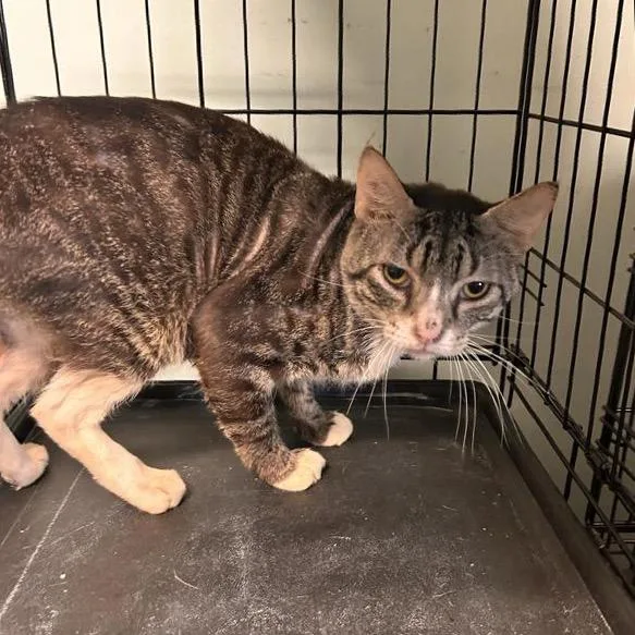 A senior large-sized male Black Domestic Short Hair cat named Eagle for adoption in Freeport, FL