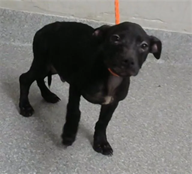 A baby small-sized male Dachshund dog named Howie for adoption in Pasadena, TX