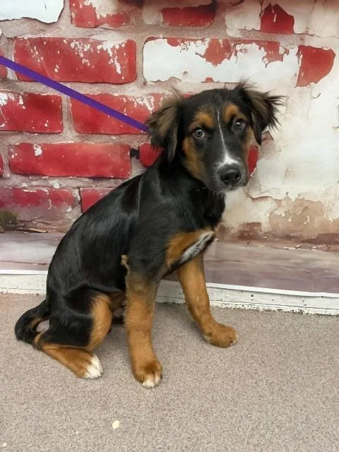 A young small-sized male German Shepherd Dog dog named Charlie Brown for adoption in San Bernardino, CA