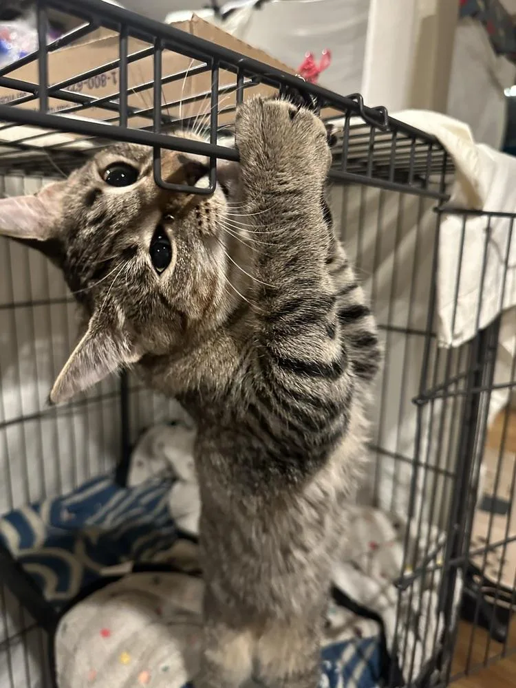 A baby small-sized female Domestic Short Hair cat named Willow for adoption in Loveland, OH