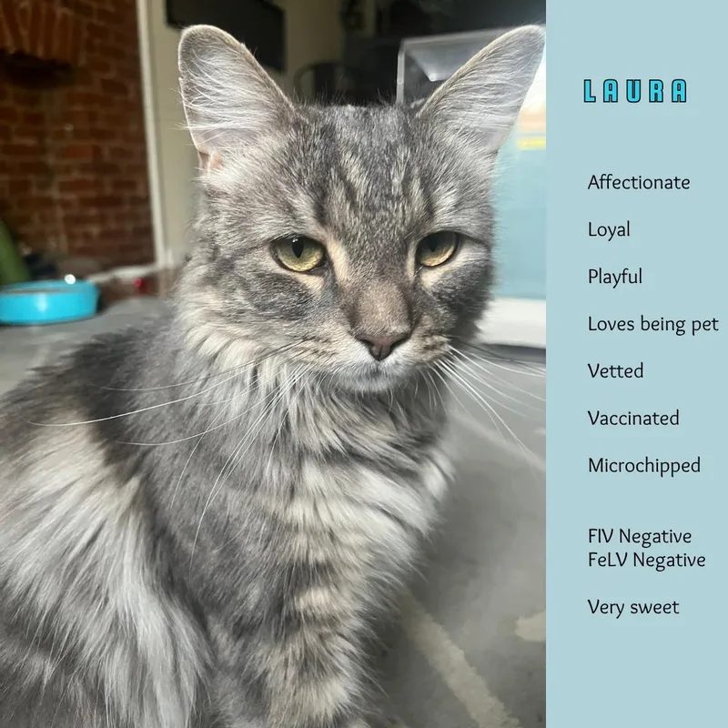 A young medium-sized female Gray / Blue / Silver Maine Coon cat named Laura for adoption in Brooklyn, NY