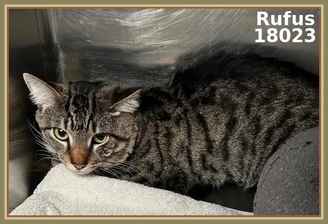 An adult medium-sized male Tabby (Brown / Chocolate) Domestic Short Hair cat named Rufus for adoption in Marietta, GA