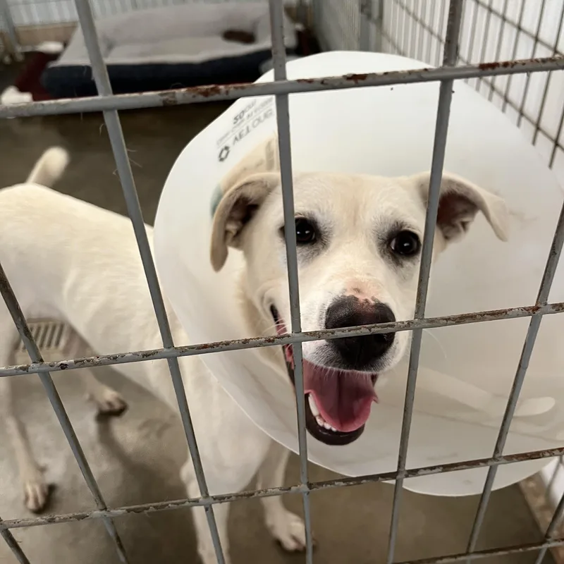 A young medium-sized female White / Cream Mixed Breed dog named SugarPie for adoption in Washington, PA